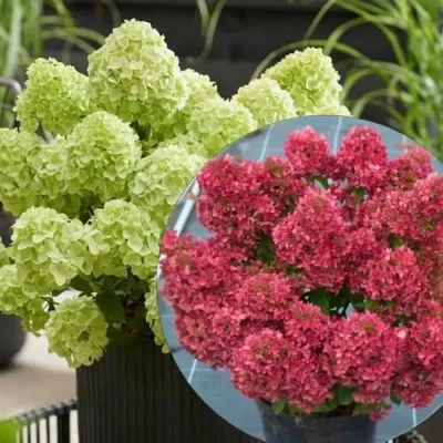 <span class="notranslate">Petite Cherry Hydrangea paniculata</span>